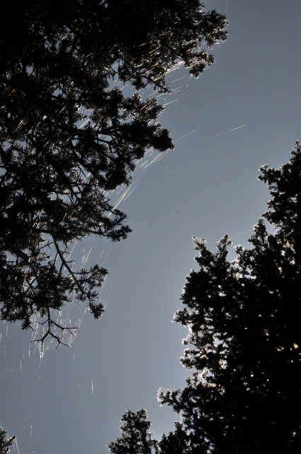 spider web in tree
